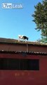Crazy cow jumping from roof