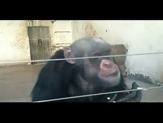 Iss Bandar Ki Harkat Dekh Kar App Hass Hass Pagal Hoo Jaein Gein Video Dekhein