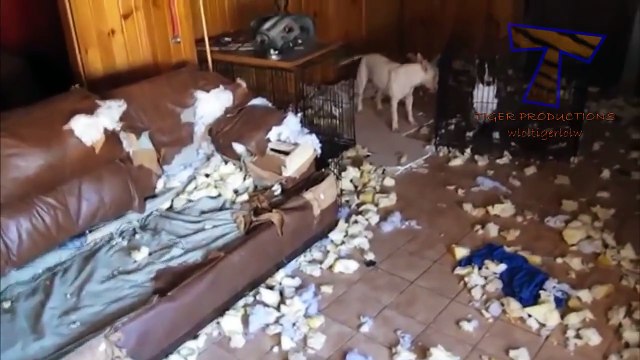 Funny dogs annoying owners - Cute dog compilation