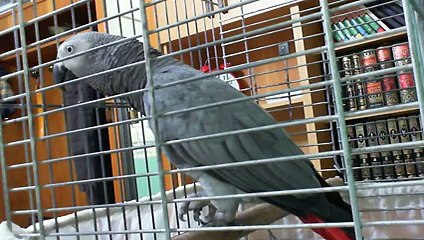 parroit reciting Holly Quran