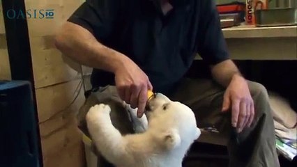 Baby Polar Bear Learns to Walk