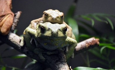 스포조이 [〃Vvvip77.com〃추천:AsAs7 ] MGM홀짝