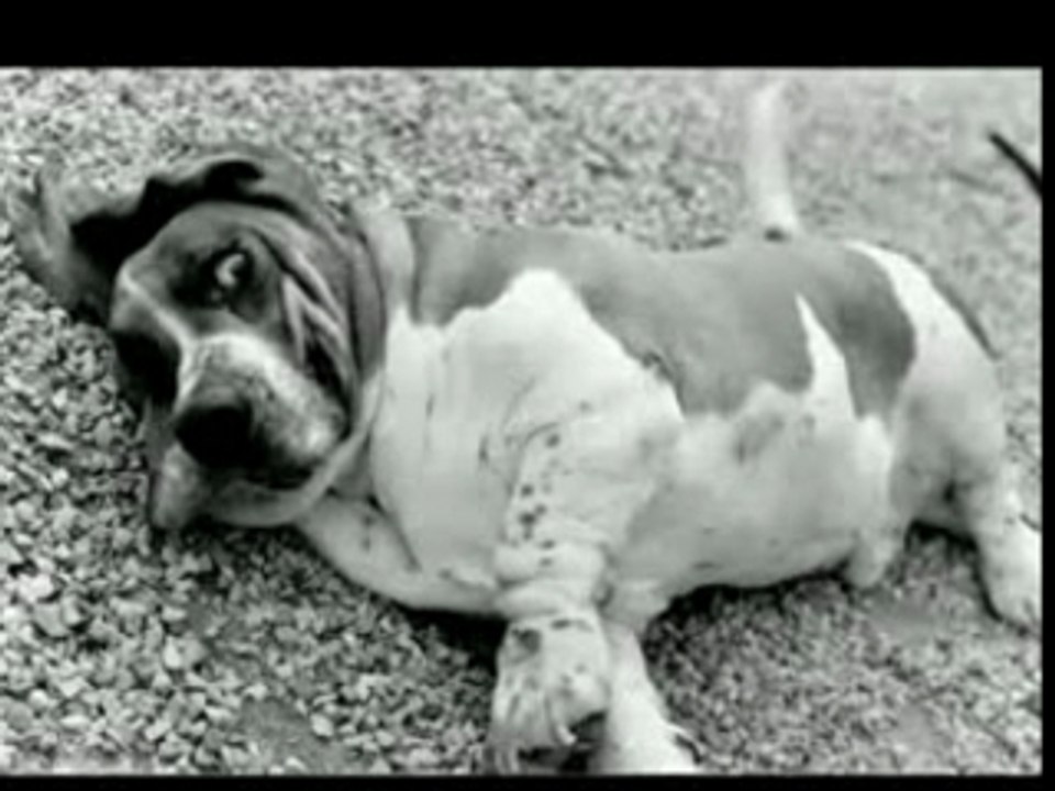 j'ai vomi dans mes cornflakes