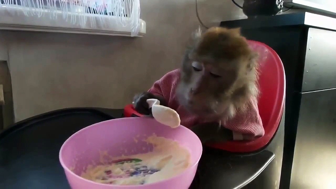 Ржачная обезьяна кушает кашу)