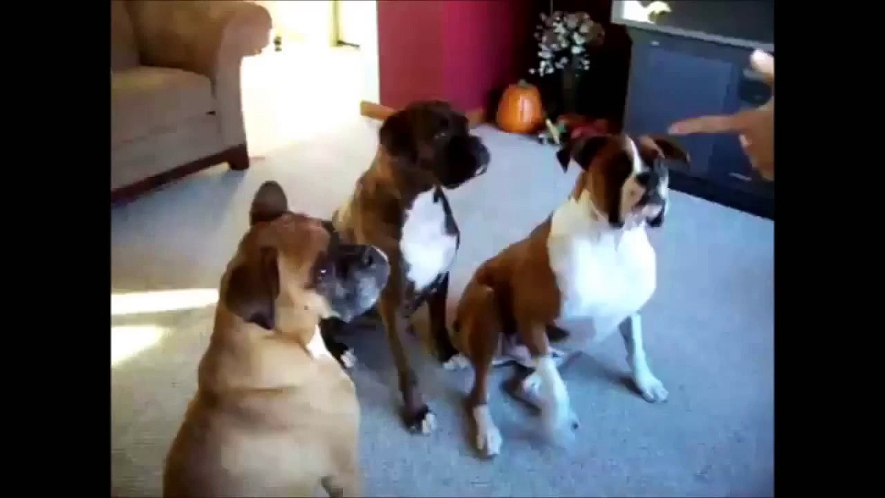 Funny Animal LOL 2015