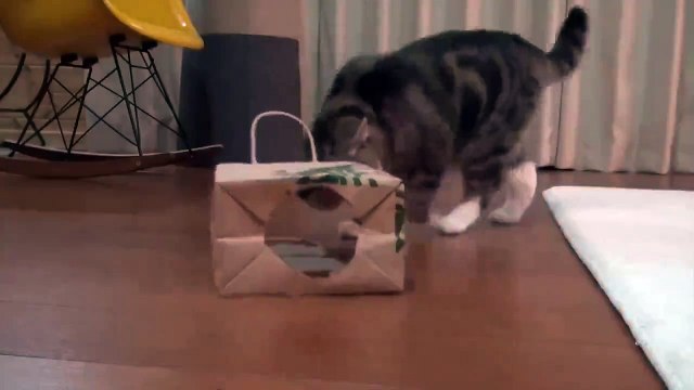 Как правильно упаковать кота.При испытаниях, данного способа, ни один кот не пос