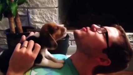 Милые щенки учатся выть