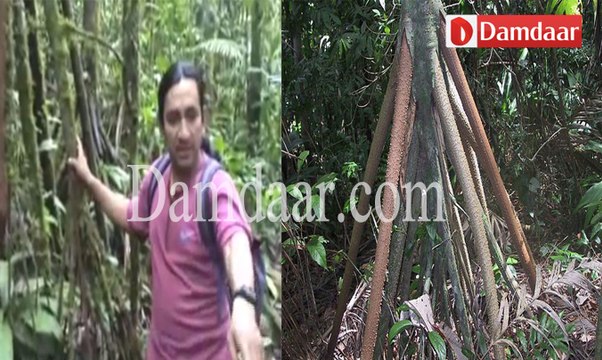 These Walking Trees in Ecuador Can Allegedly Move Up to 20 Meters per Year Oddity Central - Collecting Oddities