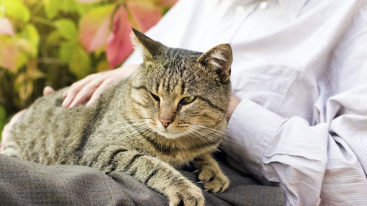 Why Do Cats Purr?