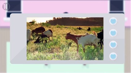 Top 10 Weird Alternatives To Viagra