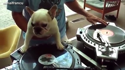 Funny Pugs Compilation 2014 - Funny Pug Dogs Videos