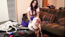 Dog Want to kiss the girl Funny Pranks  Funny Fails Funny VideosFunny PranksFunny FailsZaid Ali VideosFunny Compilation