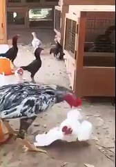 Hens Fight  you never seen