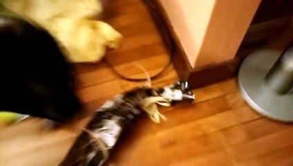 Voyou decouvre son cadeau