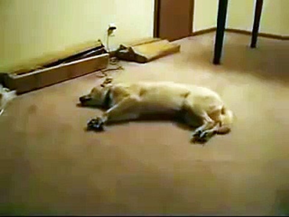 Собака во сне что то увидела (мега прикол, смешное видео, РЖАКА)