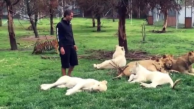 Страшно то как! Тигр защитил человека от нападения ягуара.