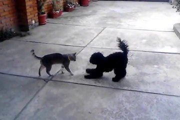 My cat and dog playing together...
