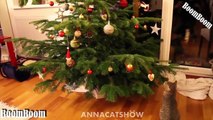 Funny Videos - We Wish You A Merry Christmas - Funny Cats and Dogs Videos Merry Christmas 2016