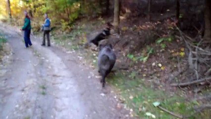 Wolf dog and boars...