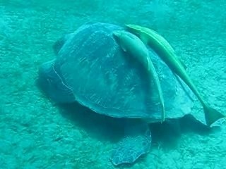 Ere Numerique - photo en plongée - Tortue en Egypte