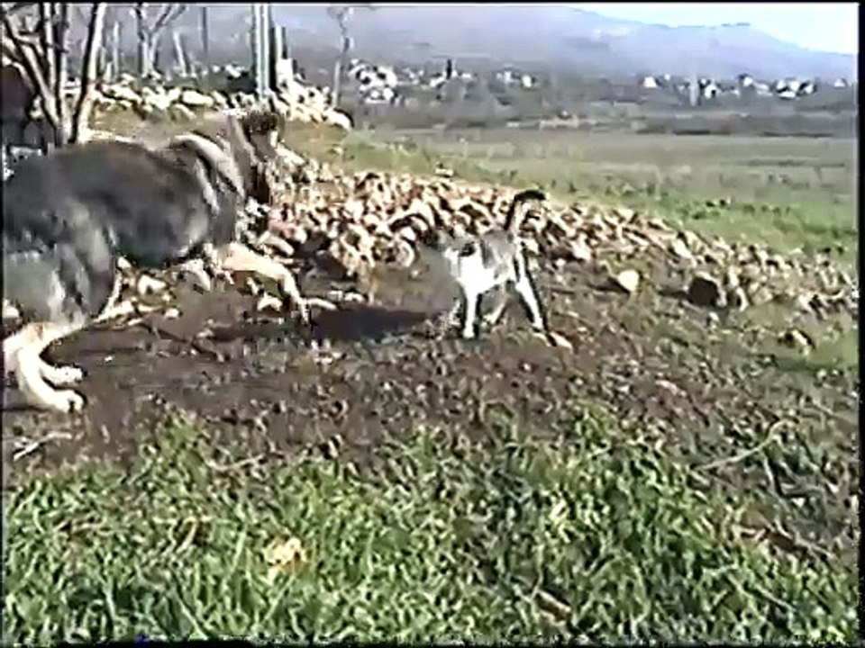 Pas i macka - borba strasna...