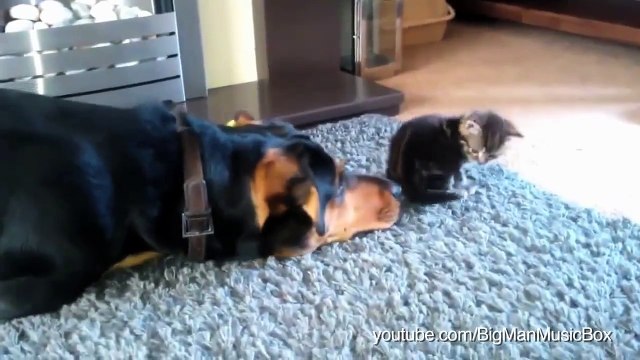 Chiens Chats ennuyeux