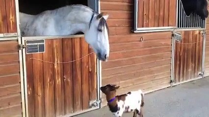 Baby goat tries to head-butt adult horse