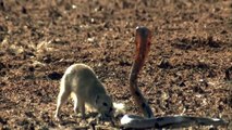 NEW 2015: Mongoose Attack Cobra Snake incredible Fighting Video 코브라 전투 대 몽구스 Video HD
