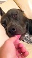 Funny sleeping dog tongue