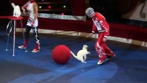 Russian Circus Cats