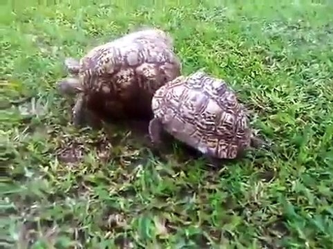 ひっくり返ったカメを助けるカメ