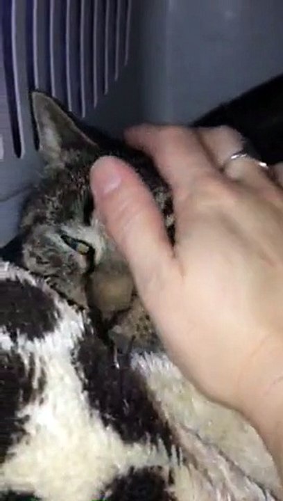 Simba