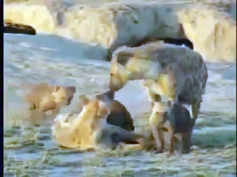 Documentary HD★Best Meal For The Lions★National Geographic 2015 360p