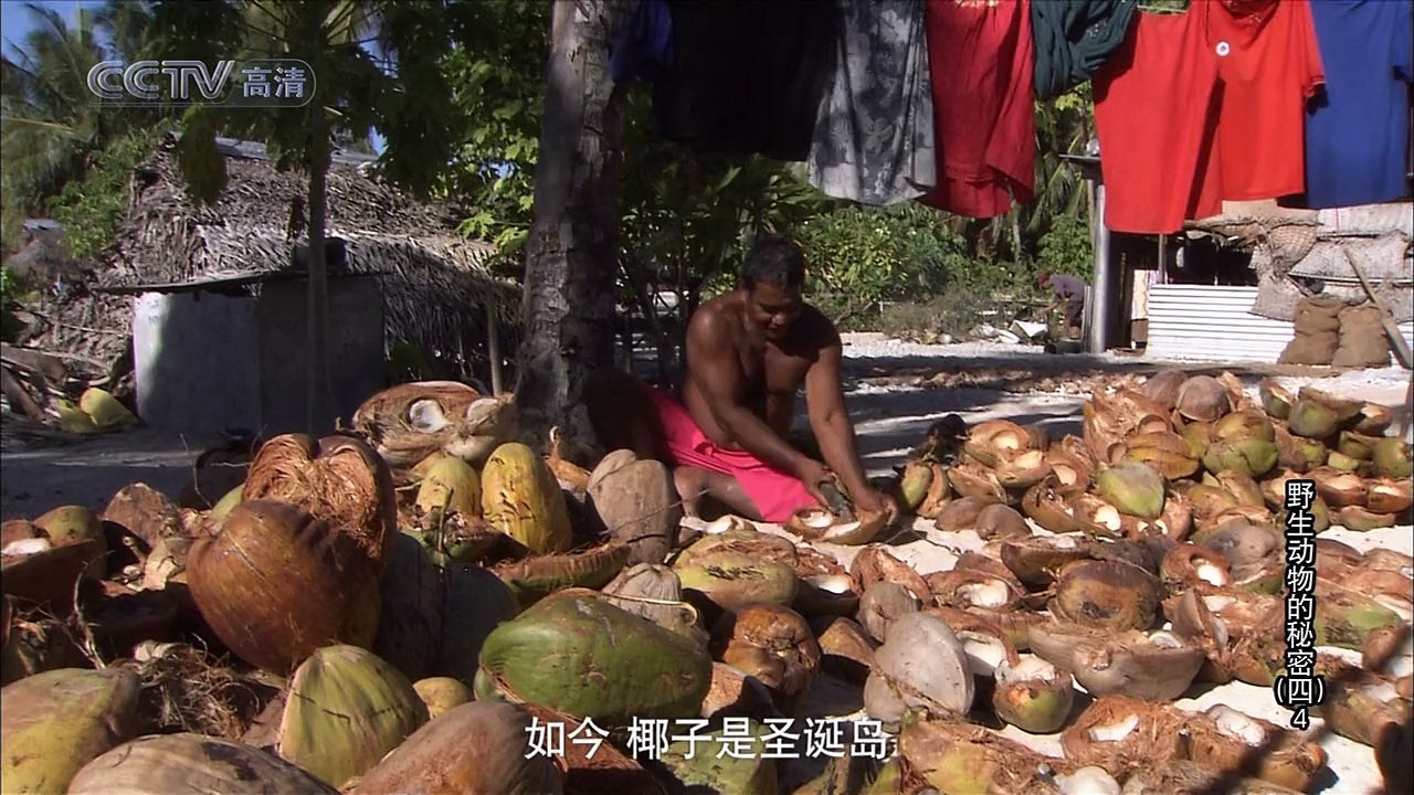 野生动物的秘密.S04E04.圣诞岛・生命的乐土