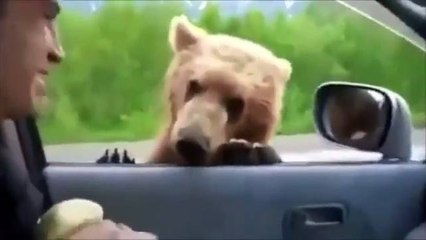 Yol kesip arabalardan yiyecek isteyen ayı...