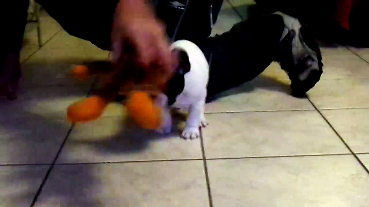 chiots qui reste a vendre