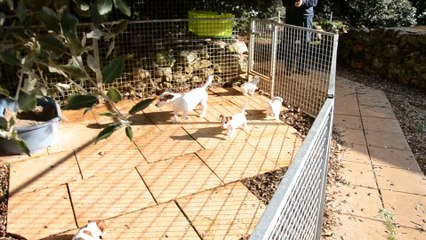 Les chiots de Gin Fizz et Floyd 2015