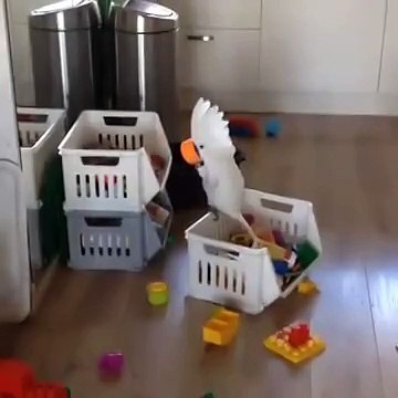 Чудной попугай