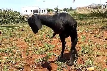 سبحان الخالق