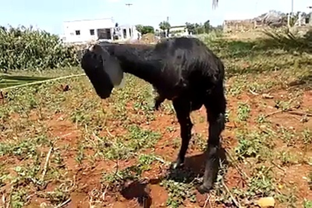 سبحان الخالق