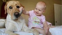 Funny babies annoying dogs - Cute dog   baby compilation