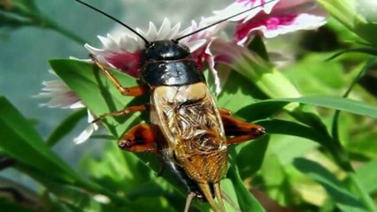 Chú Dế Mèn Ngộ Nghĩnh - Nhạc Thiếu Nhi Hay Nhất