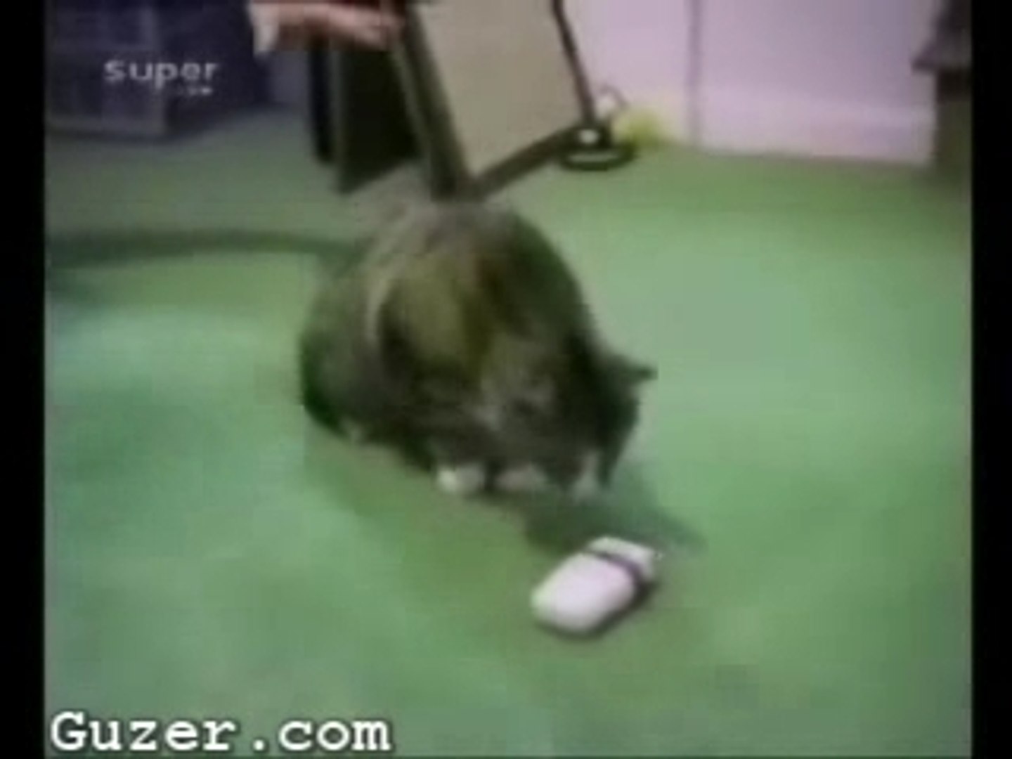 animals