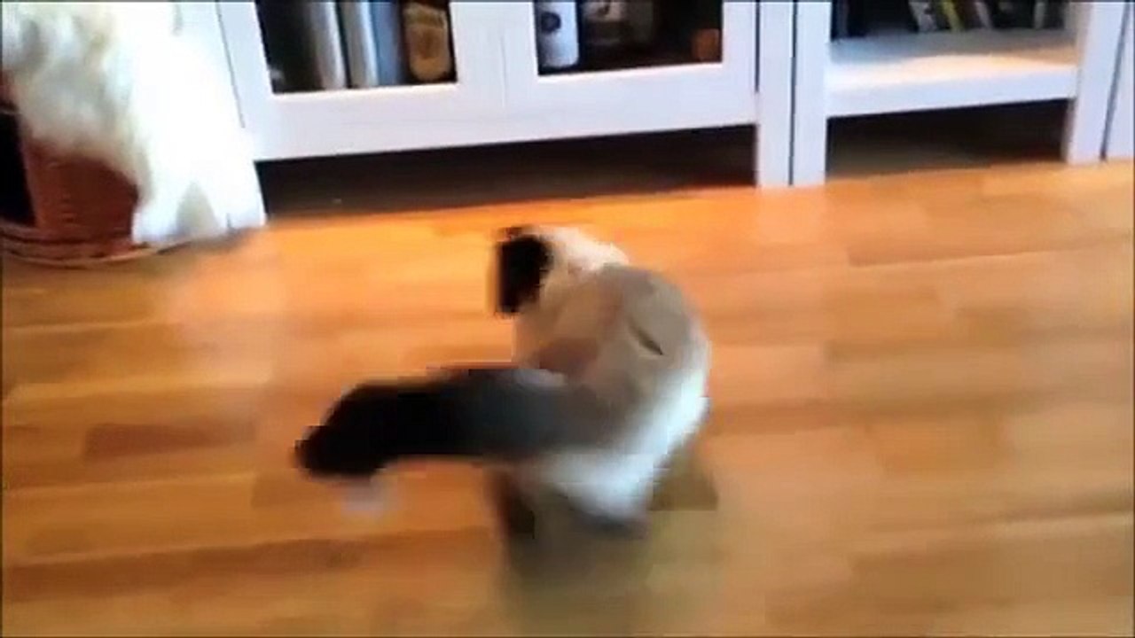 Funny Cat Videos