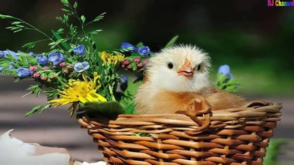 Đàn Gà Trong Sân - Nhạc Thiếu Nhi Vui Nhộn Hay Nhất