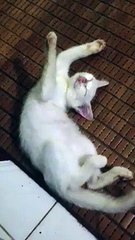 SuperMan or Super Hot video (273)