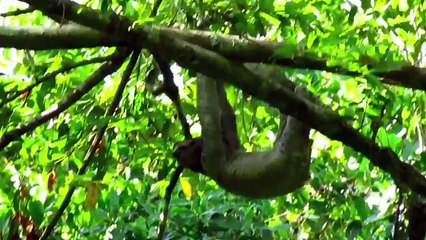 Mystery of the Pooping Sloth - Science on the Web #55