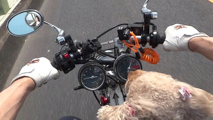 犬バイク2015 ～初夏～ a poodle and a motorcycle