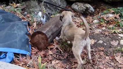 Cat and dog  fighting