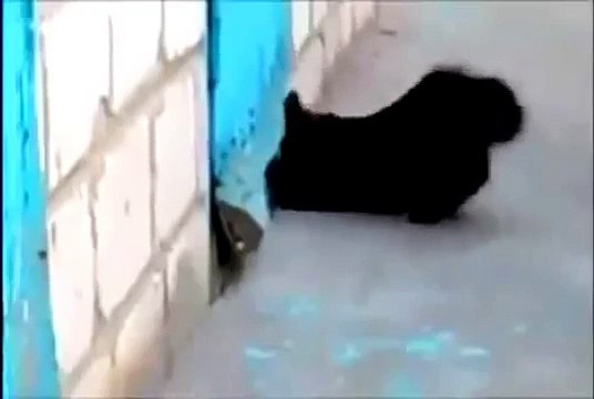 Cat Rescues Dog Trapped Behind Door 2014 FUNNY PETS FUNNY DOG AND CAT